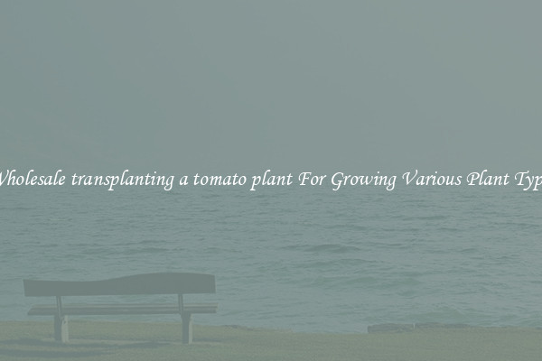 Wholesale transplanting a tomato plant For Growing Various Plant Types